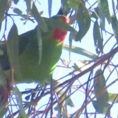 Lathamus discolor at Jerrabomberra, ACT - suppressed