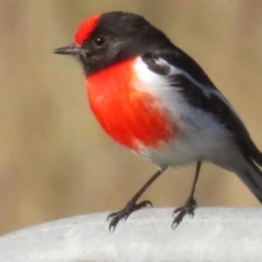 Petroica goodenovii at Tennent, ACT - 25 Apr 2021