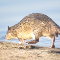 Hydromys chrysogaster (Rakali or Water Rat) at Yarralumla, ACT - 29 Apr 2021 by tom.tomward@gmail.com