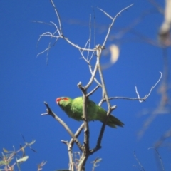 Glossopsitta concinna at Hackett, ACT - 22 May 2021