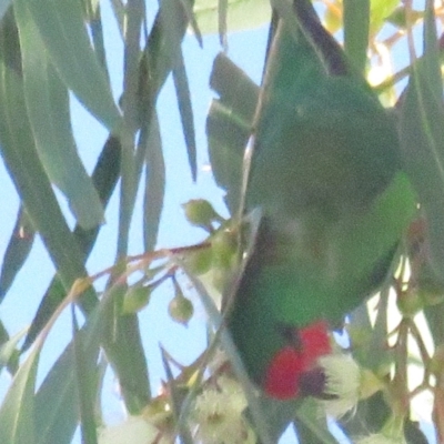 Parvipsitta pusilla (Little Lorikeet) at Hackett, ACT - 22 May 2021 by BenW