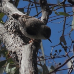 Daphoenositta chrysoptera (Varied Sittella) at Pialligo, ACT - 26 Sep 2021 by BenW