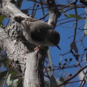 Daphoenositta chrysoptera at Pialligo, ACT - 26 Sep 2021 09:23 AM