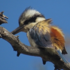 Todiramphus pyrrhopygius (Red-backed Kingfisher) at Campbell Park Woodland - 25 Sep 2021 by tom.tomward@gmail.com