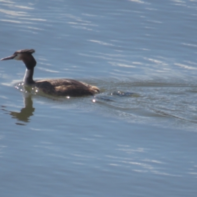Podiceps cristatus (Great Crested Grebe) at Lower Cotter Catchment - 4 Oct 2021 by BenW