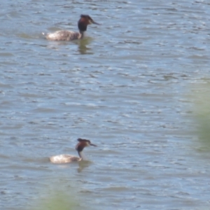 Podiceps cristatus at Coree, ACT - 4 Oct 2021