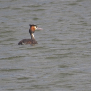 Podiceps cristatus at Coree, ACT - 4 Oct 2021 08:38 AM