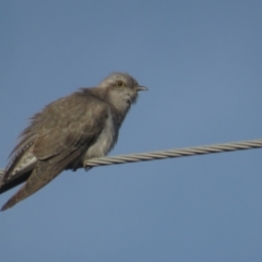 Cacomantis pallidus (Pallid Cuckoo) at Tennent, ACT - 8 Oct 2021 by tom.tomward@gmail.com