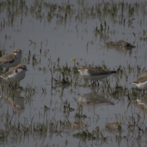 Calidris ruficollis at Lake George, NSW - suppressed