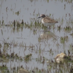 Calidris ruficollis at Lake George, NSW - suppressed