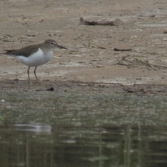 Actitis hypoleucos (Common Sandpiper) at Tuggeranong Creek to Monash Grassland - 30 Oct 2021 by TomW