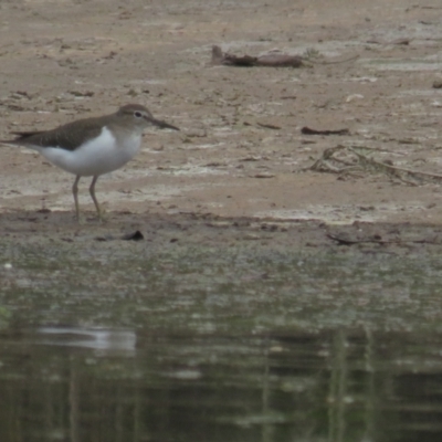 Actitis hypoleucos (Common Sandpiper) at Monash, ACT - 30 Oct 2021 by BenW