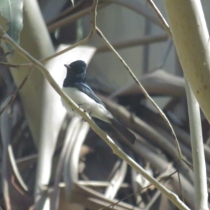 Myiagra cyanoleuca at Cotter River, ACT - 31 Oct 2021 09:22 AM