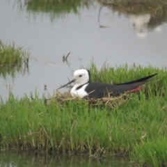 Himantopus leucocephalus (Pied Stilt) at Fyshwick, ACT - 11 Nov 2021 by tom.tomward@gmail.com