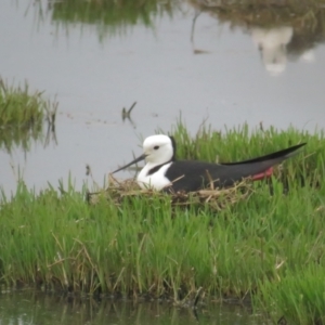 Himantopus leucocephalus at Fyshwick, ACT - 11 Nov 2021