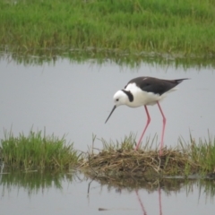 Himantopus leucocephalus at Fyshwick, ACT - 11 Nov 2021 04:30 PM