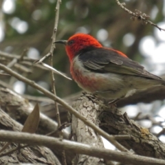 Myzomela sanguinolenta (Scarlet Honeyeater) at Acton, ACT - 28 Nov 2021 by tom.tomward@gmail.com