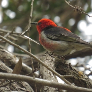 Myzomela sanguinolenta at Acton, ACT - 28 Nov 2021