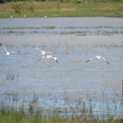 Recurvirostra novaehollandiae at Lake George, NSW - 20 Dec 2021 10:44 AM