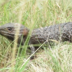 Tiliqua rugosa (Shingleback Lizard) at Mulligans Flat - 28 Dec 2021 by tom.tomward@gmail.com