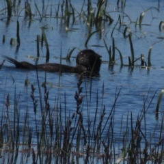 Biziura lobata (Musk Duck) at Wollogorang, NSW - 20 Dec 2021 by BenW