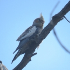 Nymphicus hollandicus at Pialligo, ACT - 8 Jan 2022