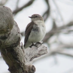 Microeca fascinans (Jacky Winter) at Paddys River, ACT - 20 Jan 2022 by tom.tomward@gmail.com