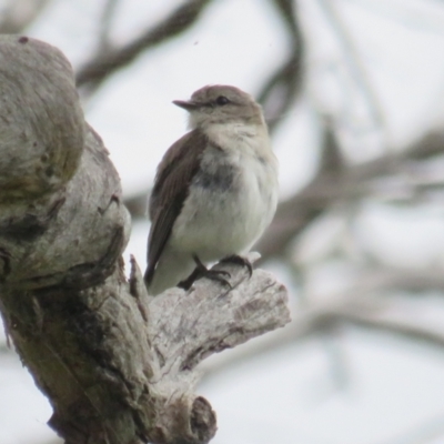 Microeca fascinans (Jacky Winter) at Paddys River, ACT - 20 Jan 2022 by BenW