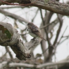 Microeca fascinans at Paddys River, ACT - 20 Jan 2022