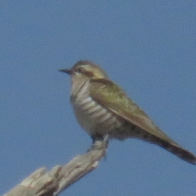 Chrysococcyx basalis (Horsfield's Bronze-Cuckoo) at Tennent, ACT - 6 Jul 2021 by BenW