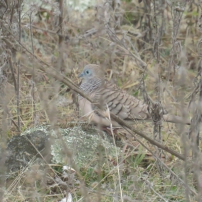 Geopelia placida (Peaceful Dove) at Booth, ACT - 8 Aug 2021 by BenW