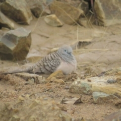 Geopelia placida at Booth, ACT - 8 Aug 2021