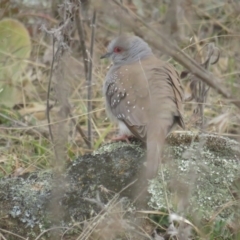 Geopelia cuneata (Diamond Dove) at Booth, ACT - 8 Aug 2021 by BenW