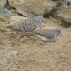 Geopelia cuneata at Booth, ACT - 8 Aug 2021 11:51 AM