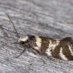 Isomoralla eriscota (A concealer moth) at Melba, ACT - 31 Dec 2021 by kasiaaus