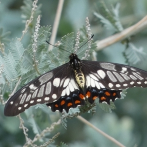 Papilio anactus at Jerrabomberra, NSW - 25 Feb 2022 12:25 PM