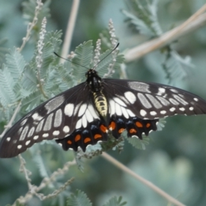 Papilio anactus at Jerrabomberra, NSW - 25 Feb 2022 12:25 PM