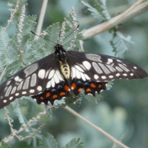 Papilio anactus at Jerrabomberra, NSW - 25 Feb 2022 12:25 PM