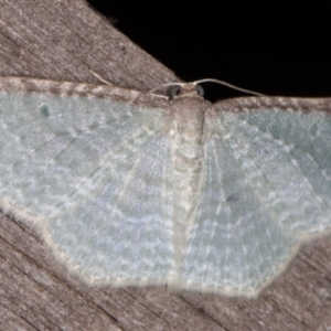 Poecilasthena pulchraria at Melba, ACT - 31 Dec 2021 10:23 PM