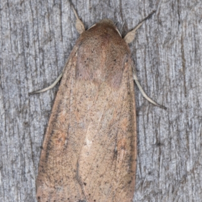 Mythimna (Pseudaletia) convecta (Common Armyworm) at Melba, ACT - 31 Dec 2021 by kasiaaus