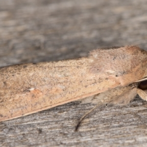 Mythimna (Pseudaletia) convecta at Melba, ACT - 31 Dec 2021