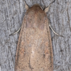 Mythimna (Pseudaletia) convecta at Melba, ACT - 31 Dec 2021