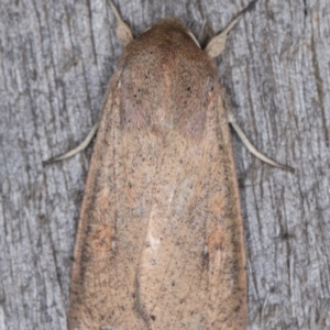 Mythimna (Pseudaletia) convecta at Melba, ACT - 31 Dec 2021