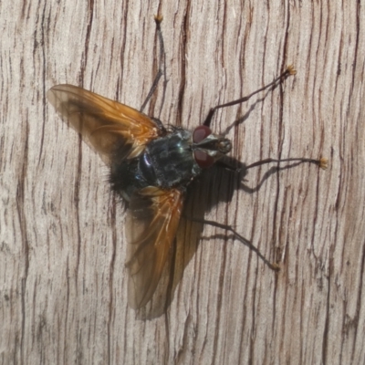 Chetogaster violacea/viridis (complex) (Bristle Fly) at Jerrabomberra, NSW - 19 Feb 2022 by Steve_Bok