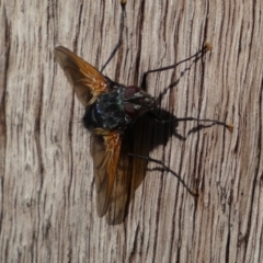 Chetogaster violacea/viridis (complex) at Jerrabomberra, NSW - 19 Feb 2022 05:40 PM