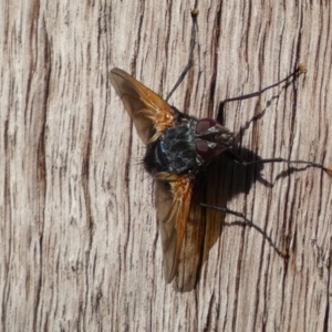 Chetogaster violacea/viridis (complex) at Jerrabomberra, NSW - 19 Feb 2022 05:40 PM