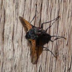 Chetogaster violacea/viridis (complex) at Jerrabomberra, NSW - 19 Feb 2022 05:40 PM