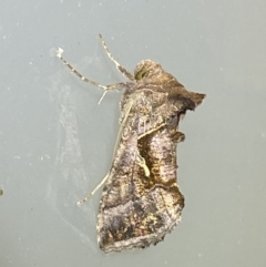 Chrysodeixis subsidens at Jerrabomberra, NSW - suppressed