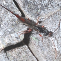 Monomachus antipodalis (A parasitic wasp) at Kosciuszko National Park - 19 Feb 2022 by Harrisi