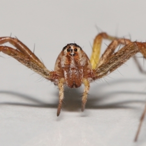 Oxyopes sp. (genus) at Evatt, ACT - 20 Feb 2022 04:07 PM